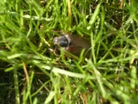 Garten 023.webp