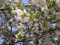 Garten 026.webp