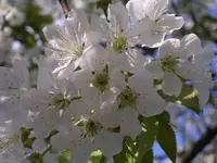 Garten 027.webp
