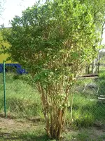 Garten 028.webp