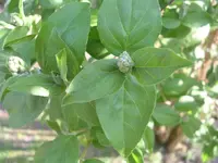 Garten 029.webp