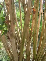 Garten 030.webp