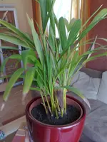 19042009107.webp