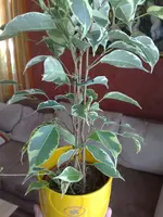 19042009108.webp