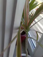 19042009109.webp
