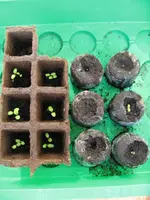 Grazer Krauthäuptel.webp