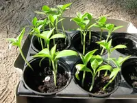 IMG_1280mini.webp