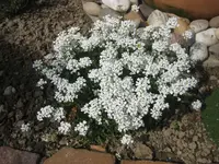 Bild 022.webp