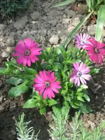 Bild 023.webp