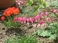 Bild 025.webp