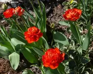 P1040850_600_474.webp