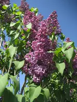 garten09 006.webp