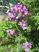 garten09 004.webp