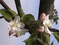 apfelblüten.webp