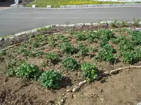 Garten 19 April 09 002.webp