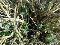 Lavendel.webp