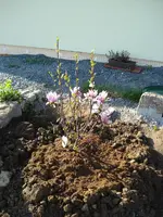 Magnolie.webp