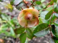 Rose_6378.webp