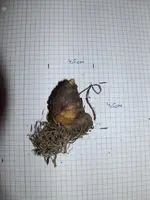 Zwiebel Milchstern 12_2012.webp