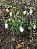 Schneeglöckchen_6364.webp