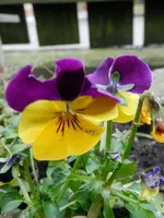 Stiefmütterchen_6399.webp