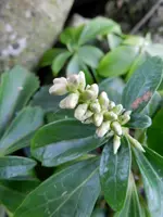 Dickmännchen_410.webp