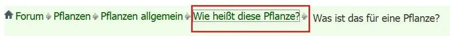 Pflanzenfrage.webp