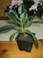chirita 1.webp