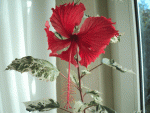 hibiskus cooperii.gif