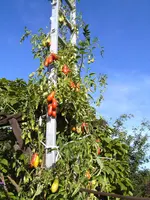 Himmelsstürmer  spitz  12 (140).webp