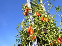 Himmelsstürmer  spitz  12 (142).webp