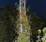 Himmelsstürmer  spitz  12 (50).webp