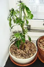 fishpepper.webp