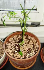 cayenne.webp