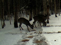 Rehe.webp