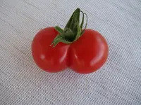 Tomate.webp