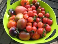 ernte.webp