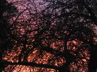 Morgenrot 11.01.2013.webp