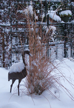 Schneevogel jan13.webp