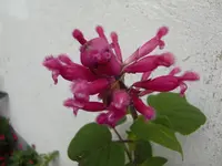 CIMG5230.webp