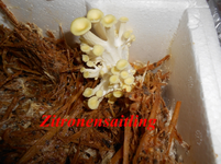 DSCN0108.webp