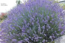2012_0719Sommer0026 lavi ,.webp