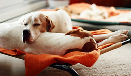 lazy Sunday morning_600.webp
