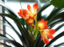 Clivia blüht erneut_600.webp