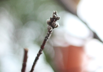 dicke Knospen an der Nektarine_640.webp