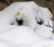 Christorse im Schnee jan13.webp