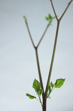 Physalisbäumchen_400.webp