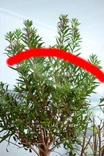 Zylinderputzer_400.webp