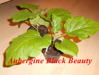 DSCN0110.webp