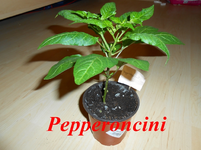 DSCN0111.webp